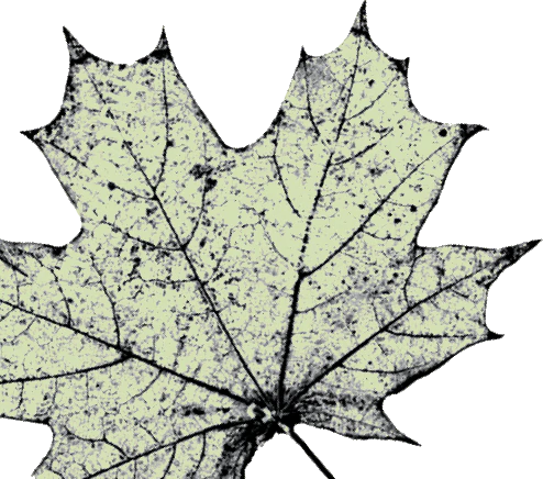 Steve 2025 madden cici