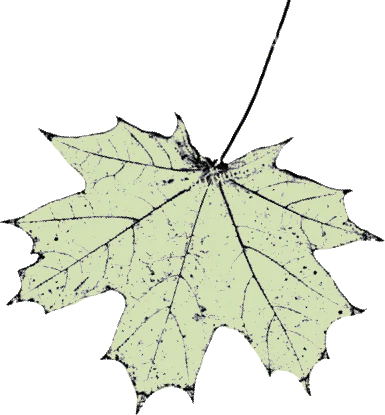 Steve madden sales lancaster cognac suede